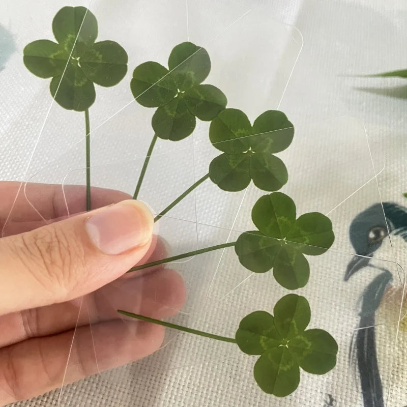 15 unidades de postales de trébol de cuatro hojas de simulación de la suerte, tallos de trébol, tarjetas transparentes de los deseos, ideales para marcapáginas y decoraciones