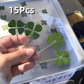 15 unidades de postales de trébol de cuatro hojas de simulación de la suerte, tallos de trébol, tarjetas transparentes de los deseos, ideales para marcapáginas y decoraciones