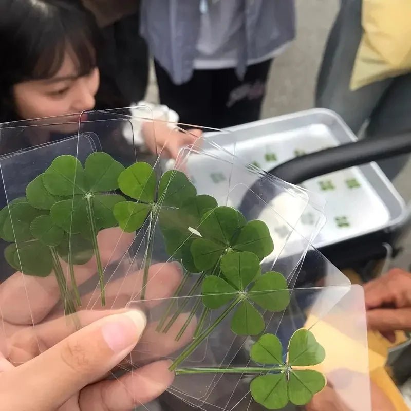 15 unidades de postales de trébol de cuatro hojas de simulación de la suerte, tallos de trébol, tarjetas transparentes de los deseos, ideales para marcapáginas y decoraciones